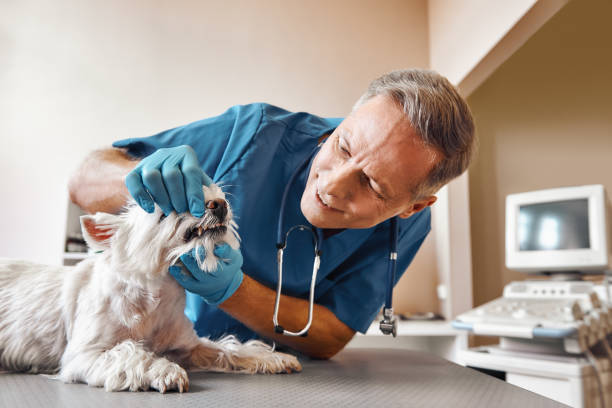 Best 24-Hour Emergency Dentist  in English Creek, NJ